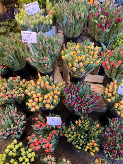 A display of numerous small potted tulips arranged in black containers at a flower market, showing a variety of vibrant colors including pink, yellow, red, and purple. The tulips have closed buds with