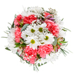 Basking in soft natural light, this exuberant bouquet captures the essence of joy and renewal celebrated across East Finchley in springtime. Central white daisies, their crisp petals fanned around vivid green centers, radiate an innocence that recalls flower-filled walks near Fortis Green. Plush coral-pink carnations, intricately layered and gently ruffled, bring warmth and festive cheer, while delicate tufts of baby's breath appear to float airily between each bloom, softening the arrangement's profile with a whisper of tenderness. Subtle unopened buds-likely alstroemeria with their blushes of purple and pink-hint at the bouquet's evolving story, all framed by a base of velvety, silver-gray eucalyptus and lush green foliage. The round, intentional form pulses with balanced energy, each element carefully chosen and placed to evoke feelings of shared happiness and thoughtful connection. Whether marking a milestone, sending a thank-you, or simply brightening someone's day from Highgate to Muswell Hill, the bouquet's harmonious blend of colour, scent, and texture transforms any moment into a gentle celebration. Prepared by skilled East Finchley florists, this arrangement perfectly reflects the artistry and caring spirit of the local community.